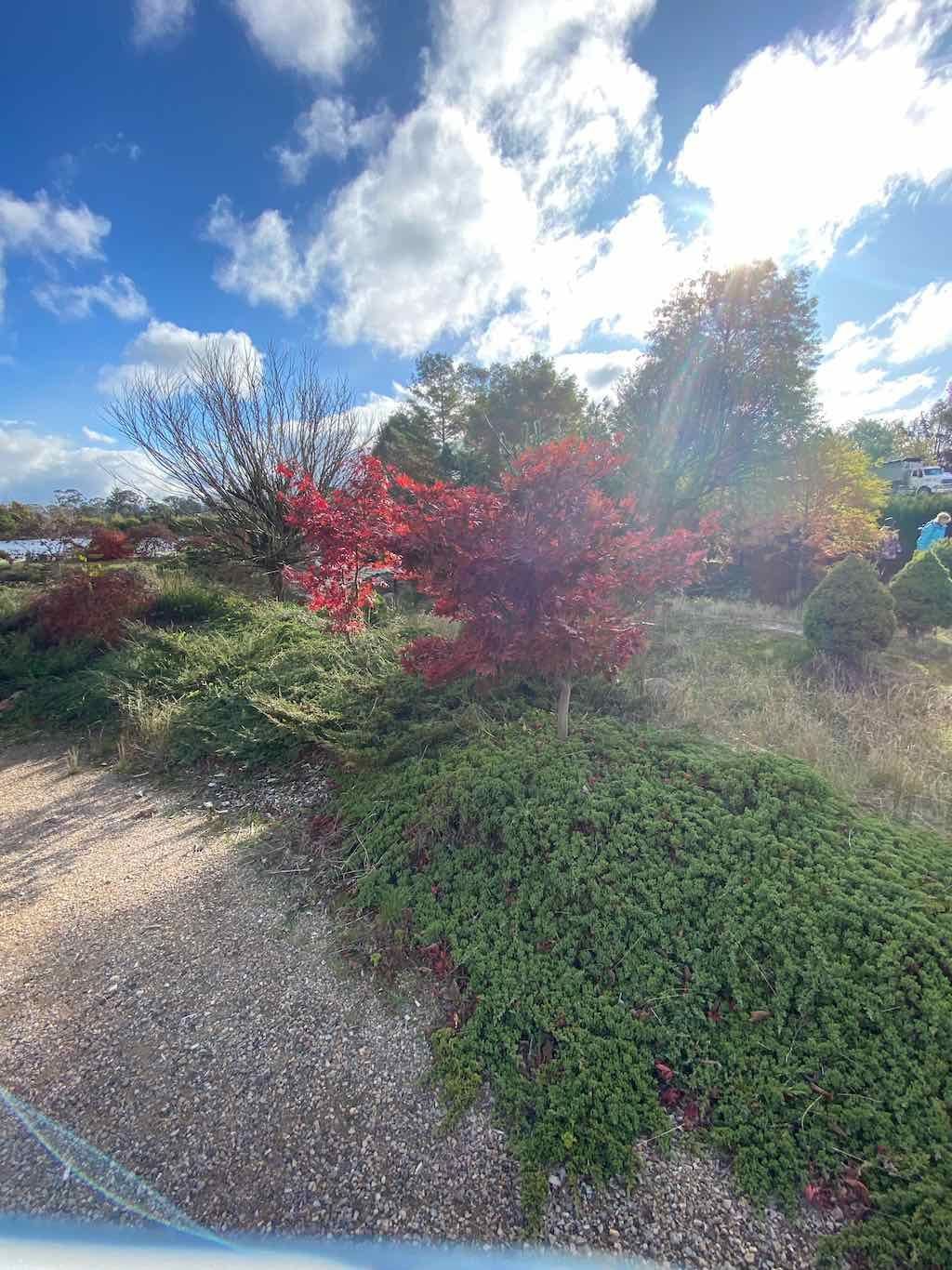 May 2023 Bathurst Mayfield Garden Tour Image -64605b070b2ec